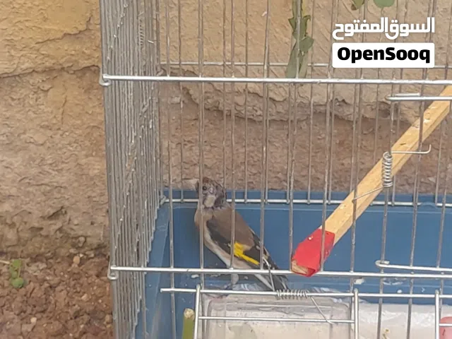 دكر حسون  مع  دكر كنار  للبيع