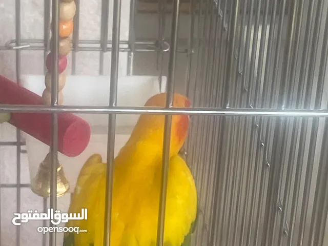 صن كنيور استرالي