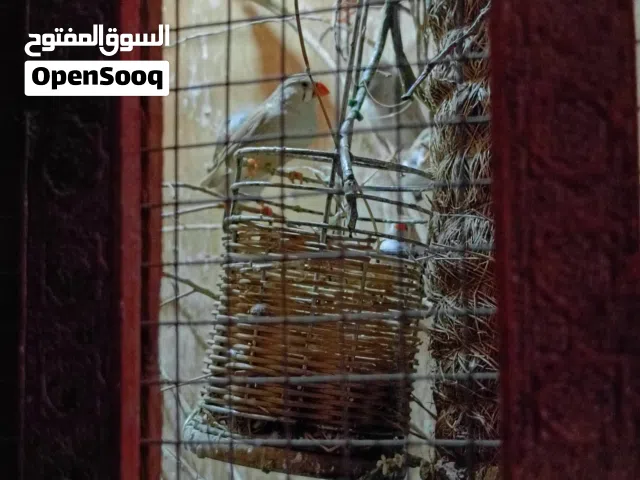 ماشاءالله زيبرا كوبيا على 50دينار ريش أطرف على 15د تواصل على الرقم أو وتس