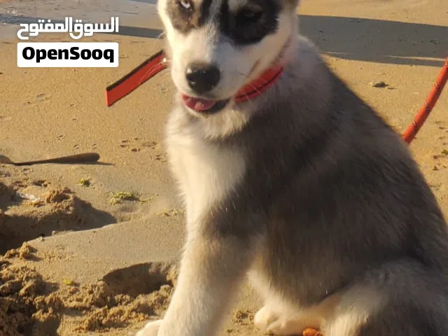 انثى هاسكي للبيع