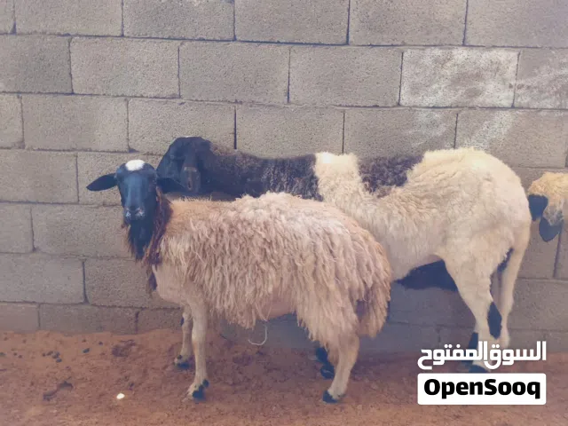 اربع نعاج عشار زوز سنهم تنايه وزو سنهم جامعات