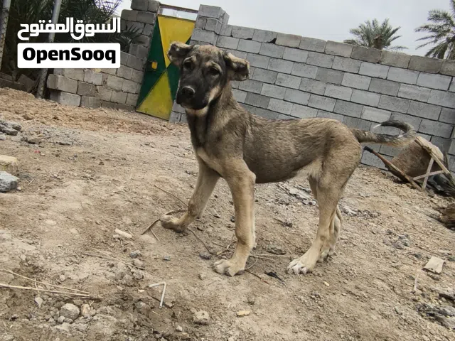 نثية بشدر للبيع
