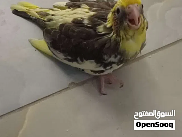 كوكتيل  لاتينو