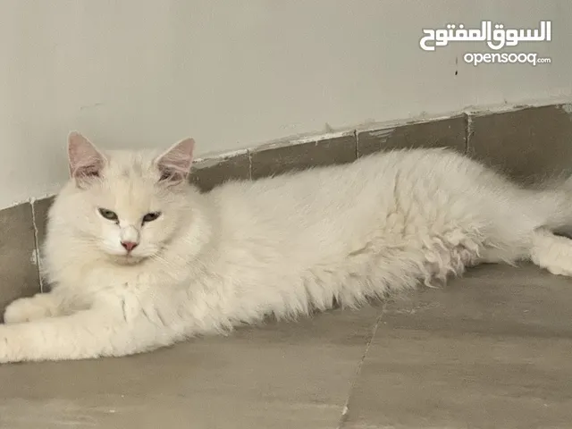 سنوره شعرانيه شيرازيه