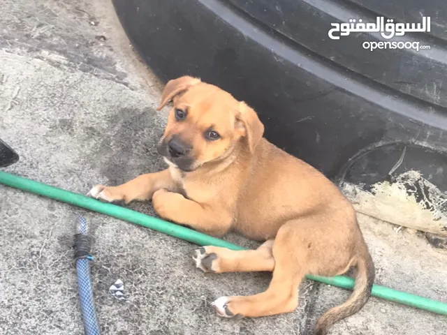 جرو مكس بيتبول وجيرمن