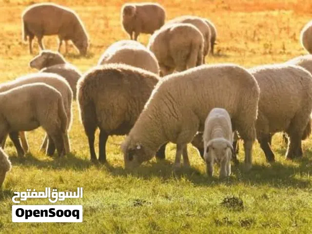 مطلوب غنم ماعز