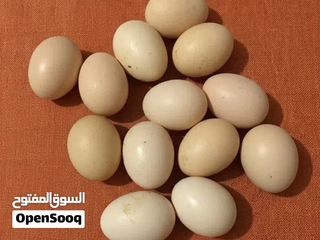 يوجد لدينا بيض براهما مخصب 100%باذن الله مستوى ممتاز الله ولي التوفيق