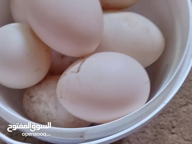 بيض بط للبيع