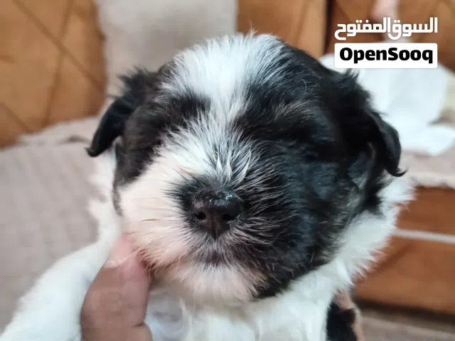 كلاب مالتيز