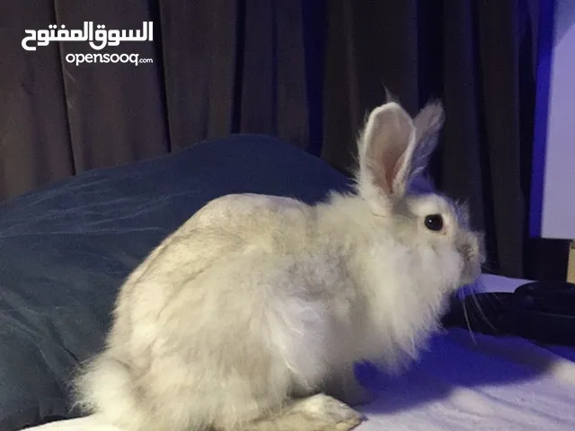 rabbit&bunny ارانب