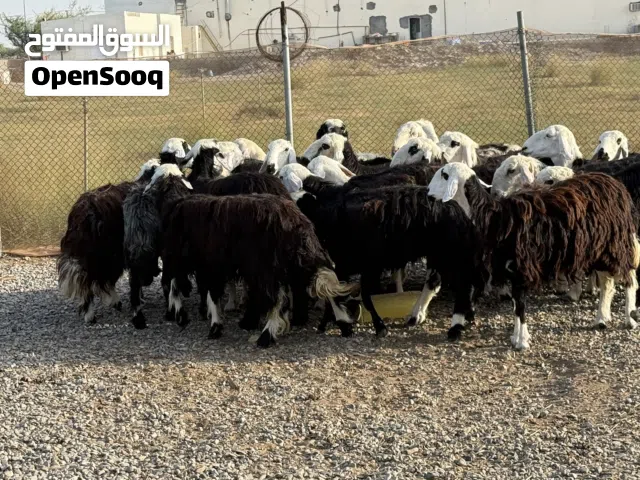 غنم للبيع الموقع سور إلا هلال