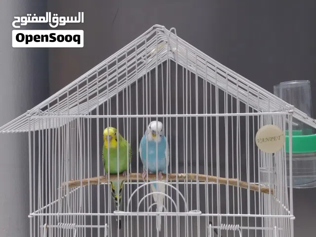 زوج طيور الحب ( بادجي)