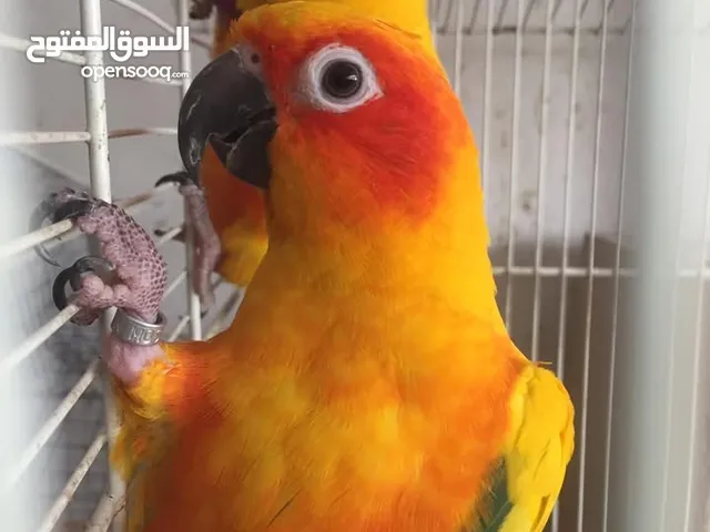 للبيع زوجين صن كنيور منتج مضمون مع الشهادات وبسعر عرطه
