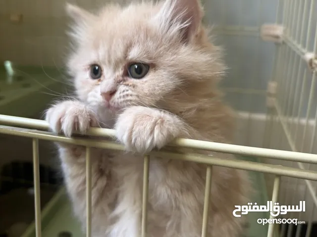 قطه كيتن من ام شيرازية واب هيمالايا