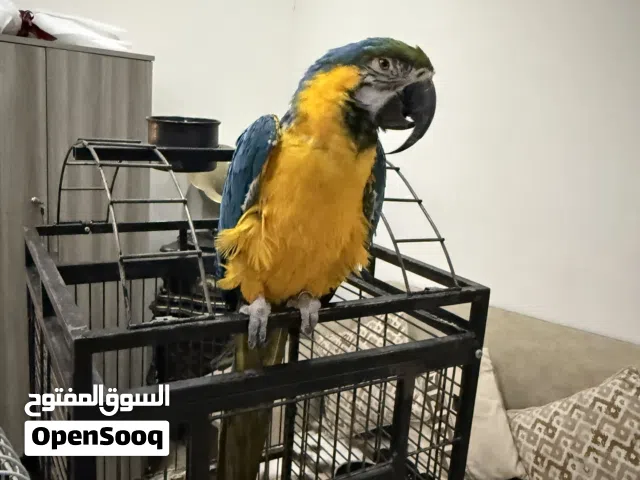 ببغاء  مكاو جوز جولدن بلو