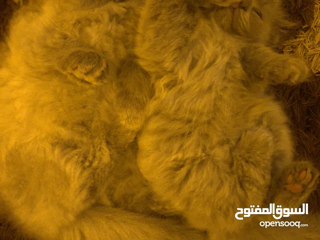قطط سكوتش فولدر وسكوتش برتش لونه هير