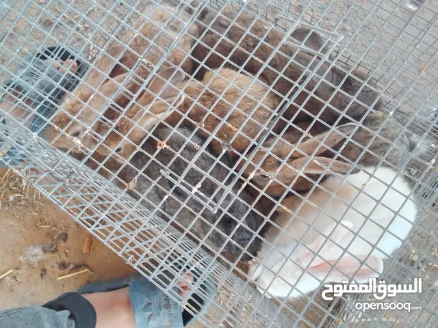 ارانب للبيع 6قطاع بسم الله مشاء الله