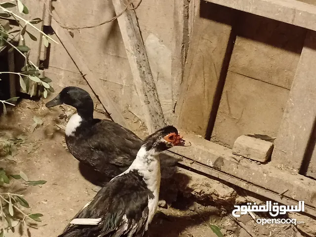 جوز أرانب وجوز بط بلدي و دجاجه بندوقة باكستاني بدها ترقد