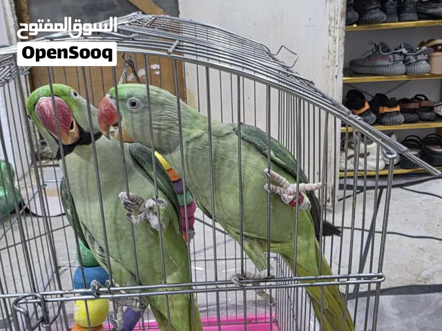 طيور دره نثيه وفحل وحشيات