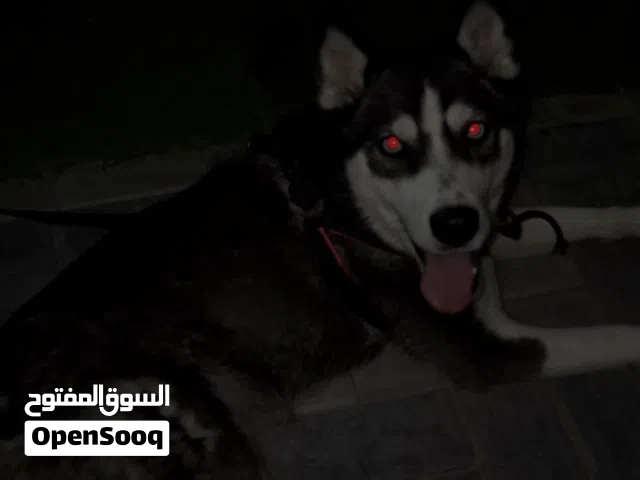 هسكي للتزواج انثى عمرها 9 شهور