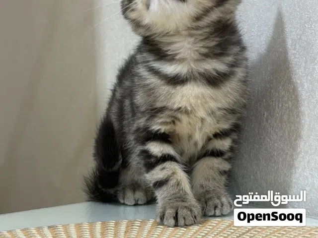 للبيع قط أنثى برتش مكس