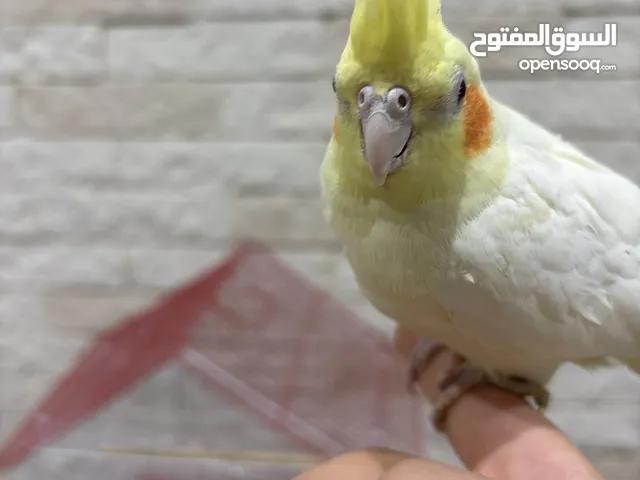 طيور الكروان اليف بس ما يطيرون يحتاج شهرين تقريباً عشان يطيرون