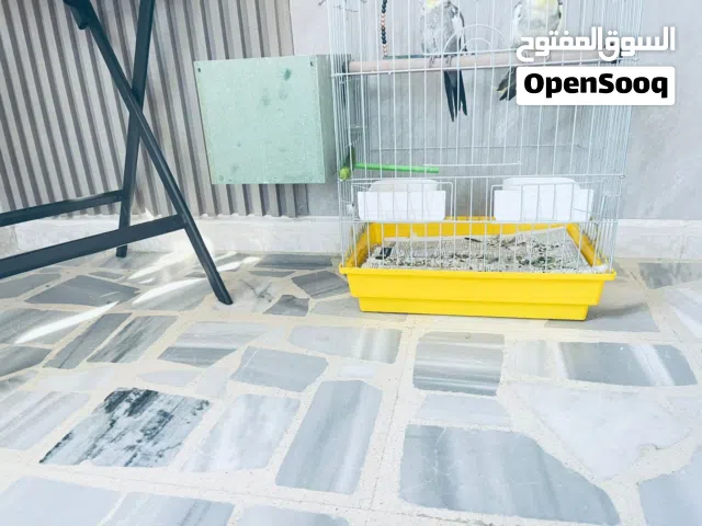 ما شاء اللّه تبارك الله، للبيع زوج ببغاء كوكتيل (ذكر وأنثى) طيور بيتيّة ومرباة بعناية فائقة.