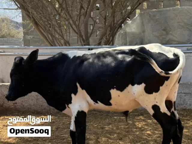 ثيران ظفاريات مطعومات 5 أشهر وابقار هولاندية