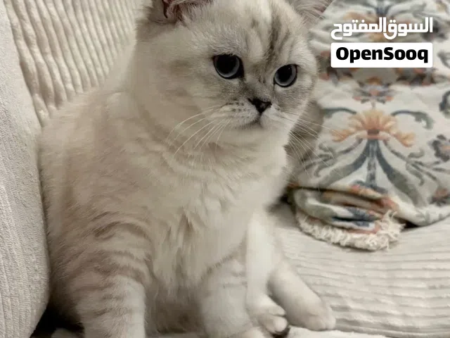 انثى بريتش شورت هير سيلفر شيدد مطعمه مع دفتر مطاعيم