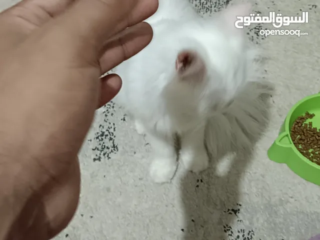 Persian mother kitten
