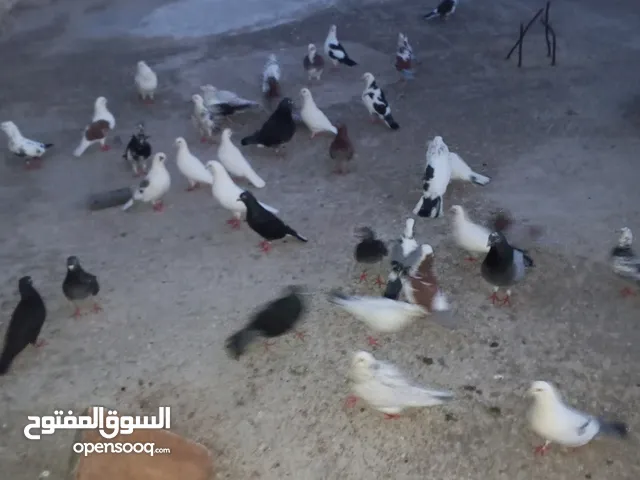 حمام .......
