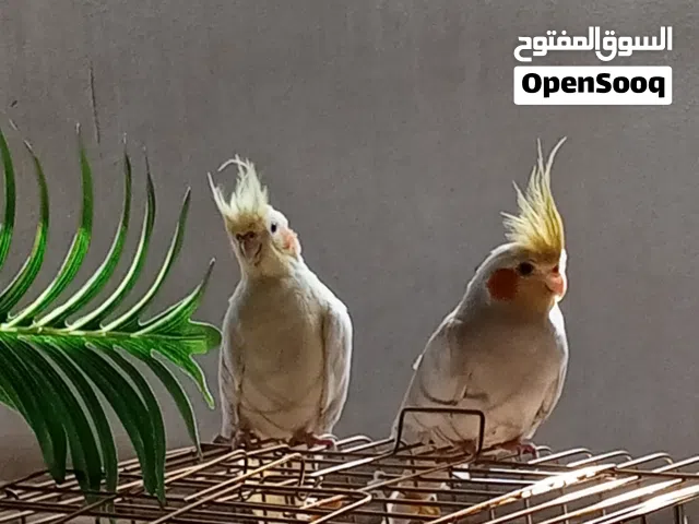 عصفور ذكر كوكتيل لاتينو أليف للبيع (على اليسار)