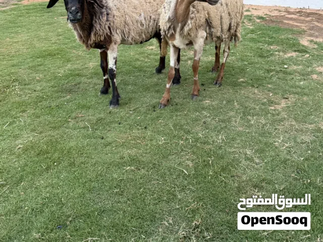 نعجتين عشار للبيع