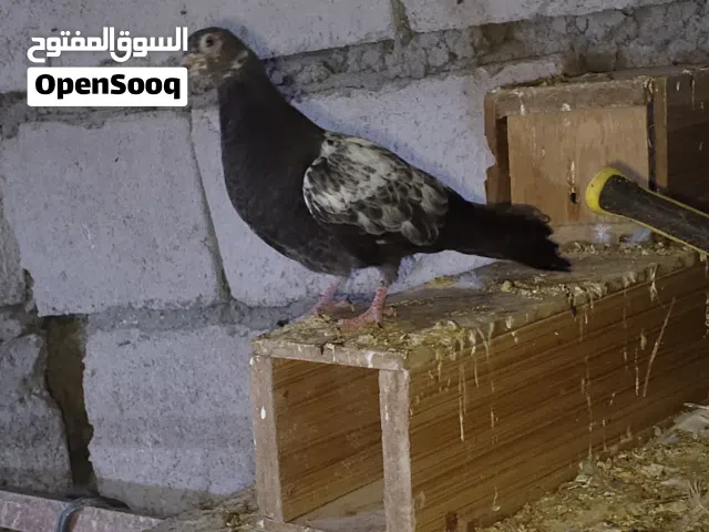 السلام عليكم