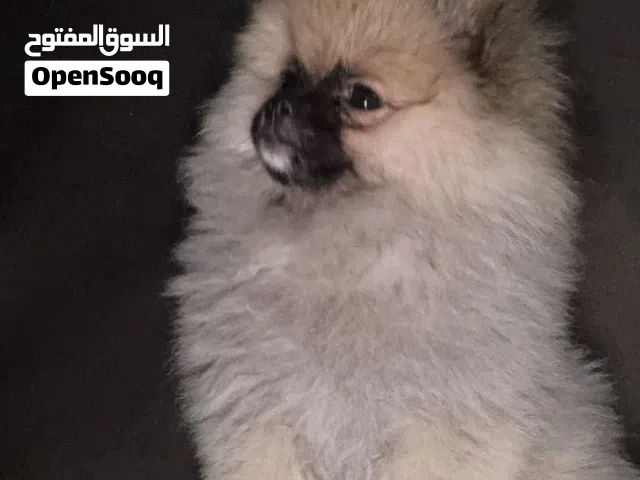 للبيع كلب بومرينيان-انثى عمر 3 اشهر