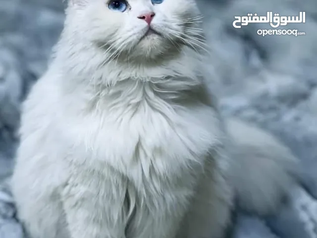 قطة هملايا عمر 7 اشهر