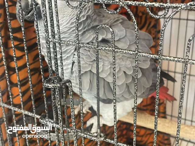 كاسكو افريقي أليف مع الكل بدايت الكلام تقدرون تكلمونه الكلام عمره 11 شهر سوبر جنبو