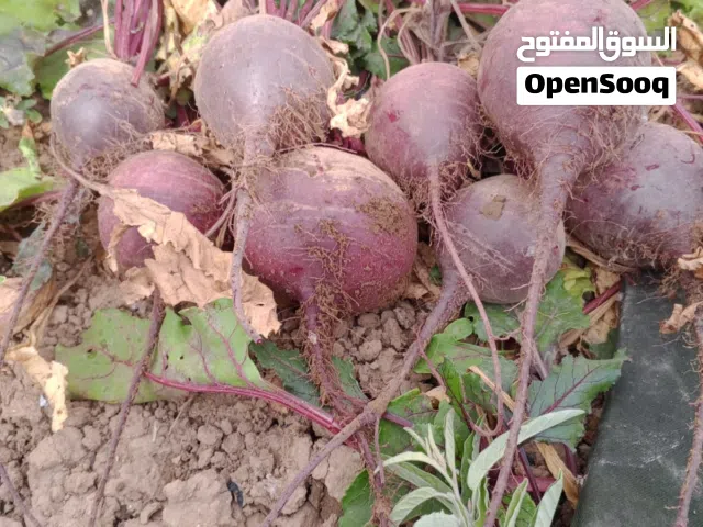 شمندر للبيع