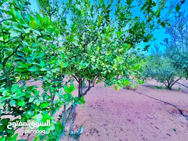 4 Bedrooms Farms for Sale in Tripoli Wadi Al-Rabi