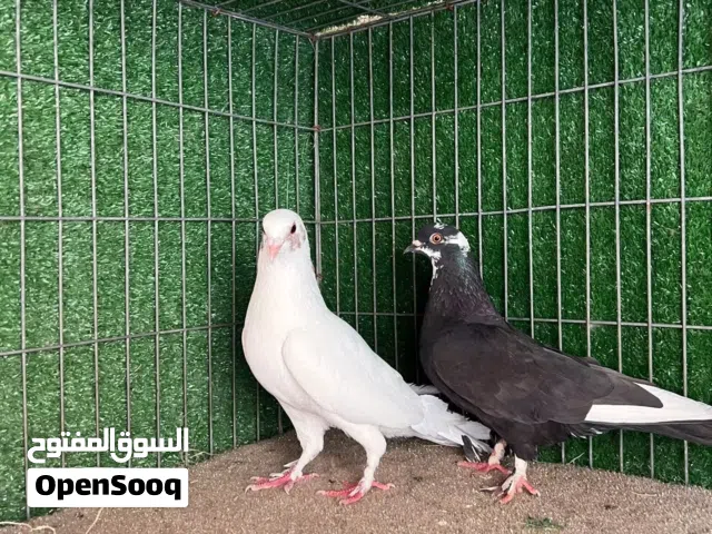 مطلوب 3 كوبيات عربي