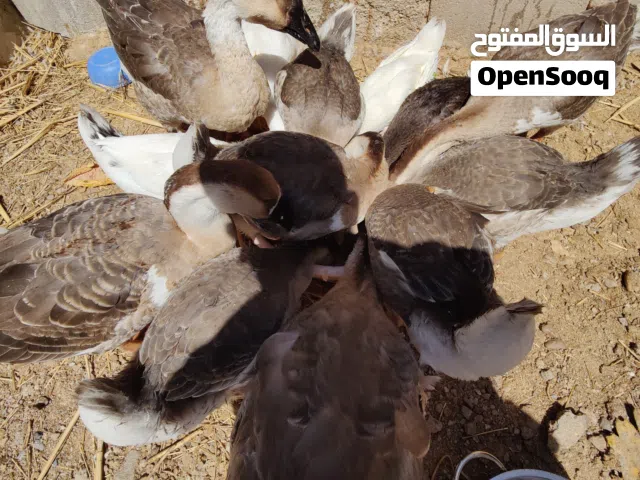 بط كوبرا مخاليف للبيع بيهن كبار وبيهن اصغر وصف