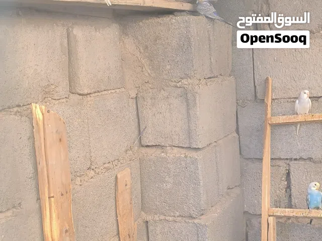 طيور حب للبيع بيهن كم زوج ريمبو وعاديات العاديات الزوج 10 رالريمبو 15 طيور محميه نضيفات وحلوات