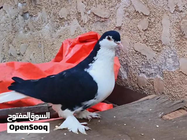 فحل لاهور اسود جامبو حبة حلوة بالصلاة على النبي