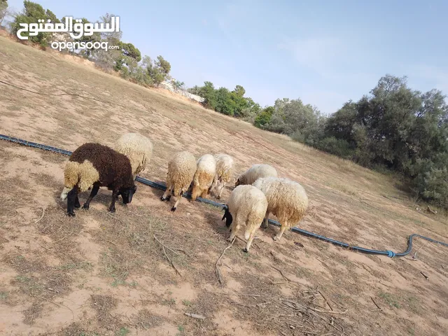 تمانيه خرفان مشاءالله
