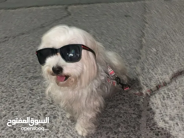 كلبه تيرير نوع فرنسي عمرها سنة من الطف و احسن و اجمل انواع الكلاب اللي ممكن تربيها في البيت و خارج