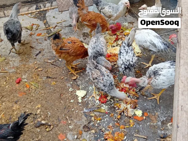 فروج للبيع السيت ب25 اقرأ الوصف