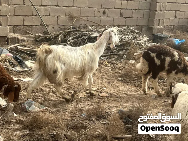 سلام عليكم  صخول ثنين بأسعار مناسبة الوصف مهم