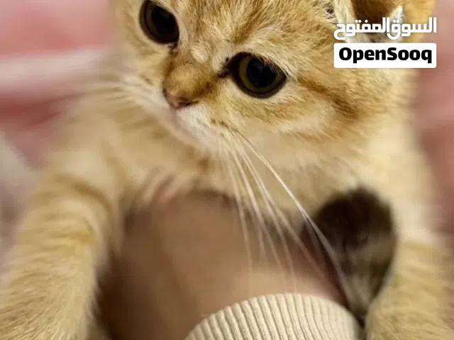 للبيع قط انثى سكوتش فولد لون قولد عمرها اربع شهور نشيطة ومتعوده على اللتر بوكس