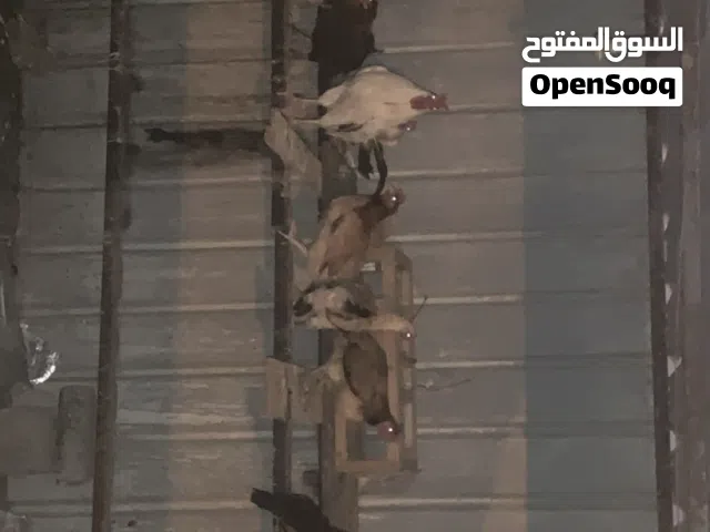 للبيع 11 دجاجه وديك على السوم