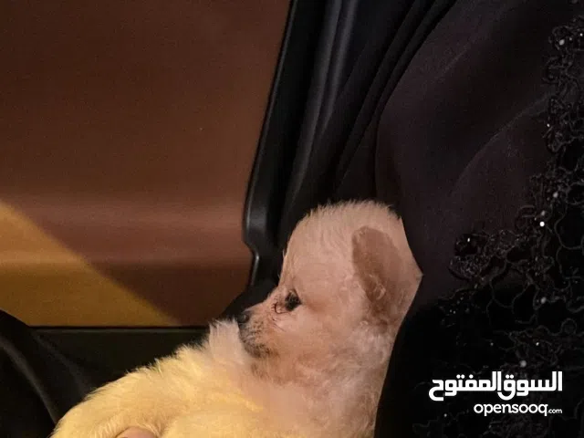 pomeranian puppies بومرينيان جراوي